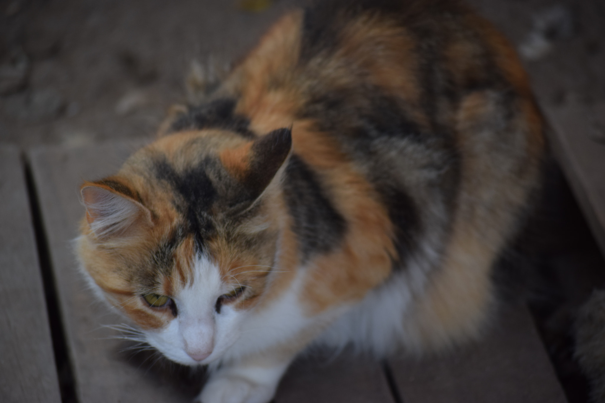 Nikon D5300 sample photo