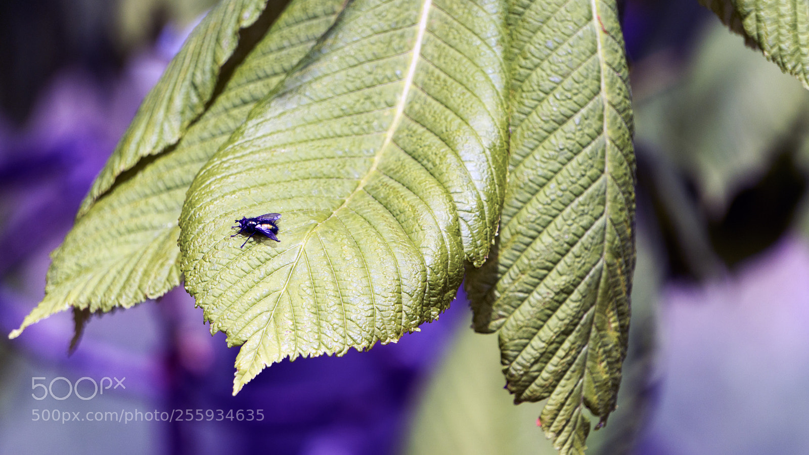 Sony a6300 sample photo. 1.jpg photography