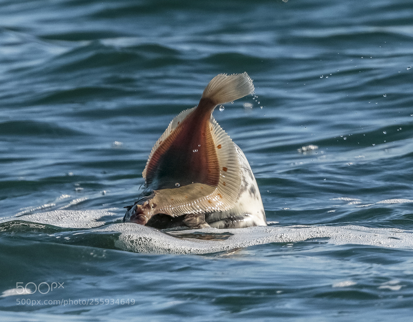 Canon EOS 7D Mark II sample photo. Seal the plaice photography
