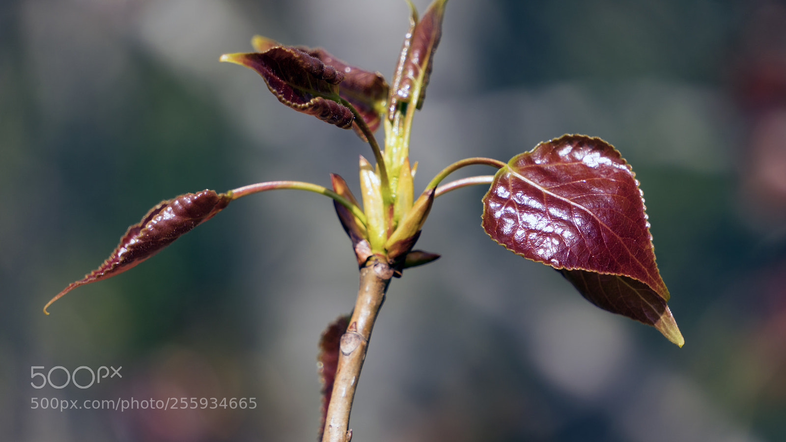 Sony a6300 sample photo. 4.jpg photography