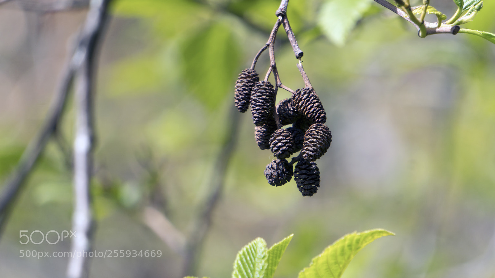 Sony a6300 sample photo. 5.jpg photography