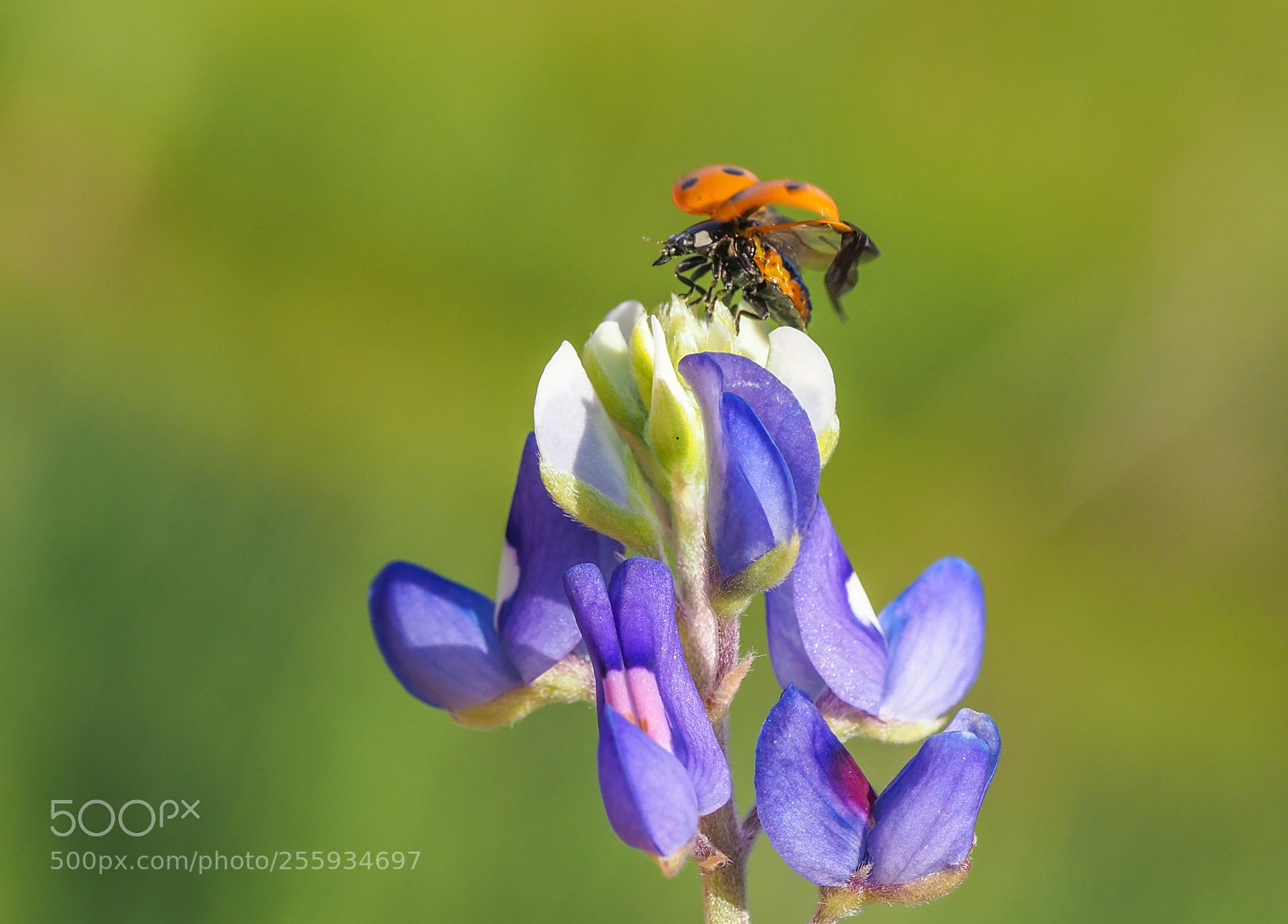Olympus OM-D E-M1 Mark II sample photo. Ladybug and bluebonnet photography