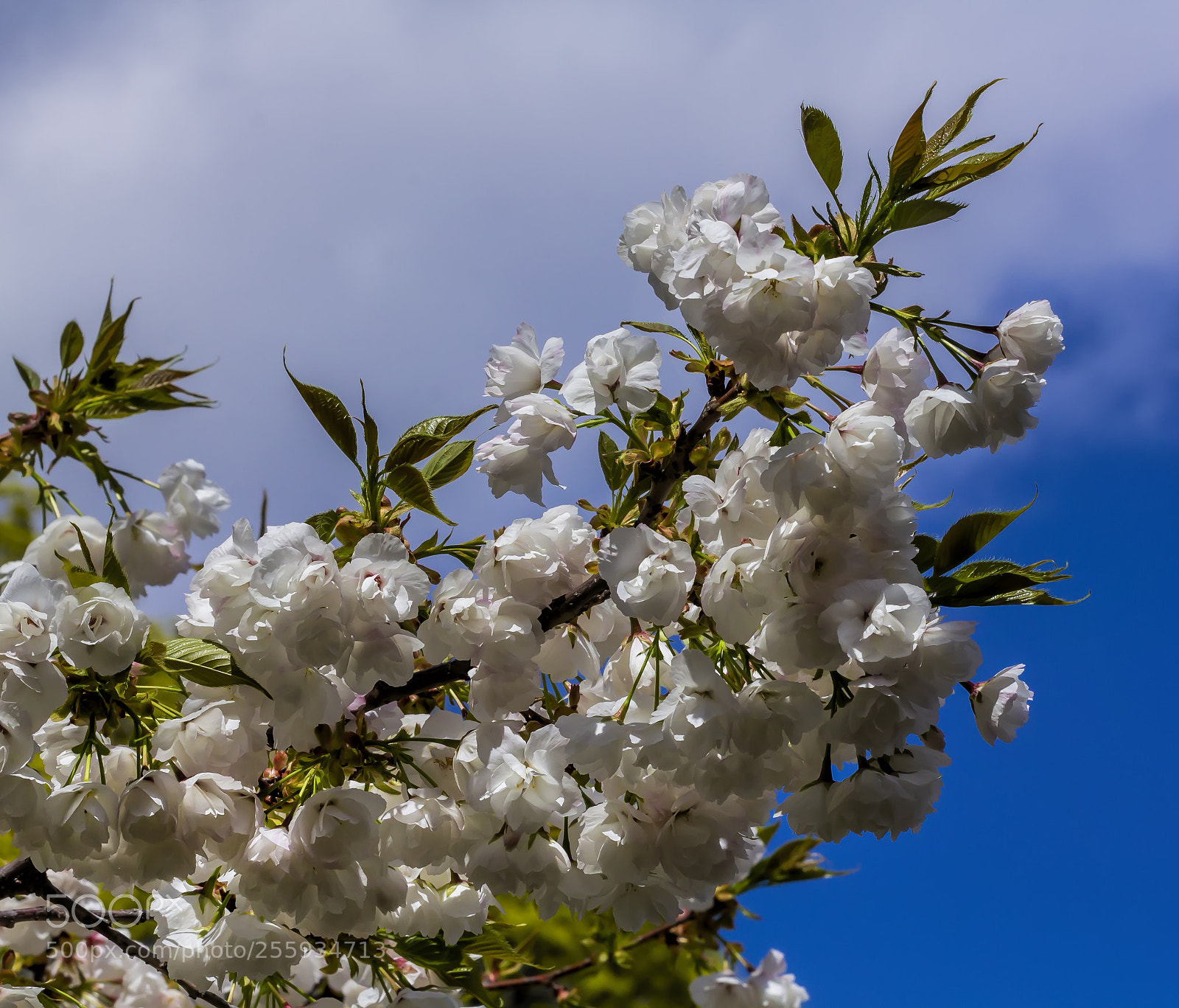 Canon EOS 60D sample photo. Cherry blossoms photography