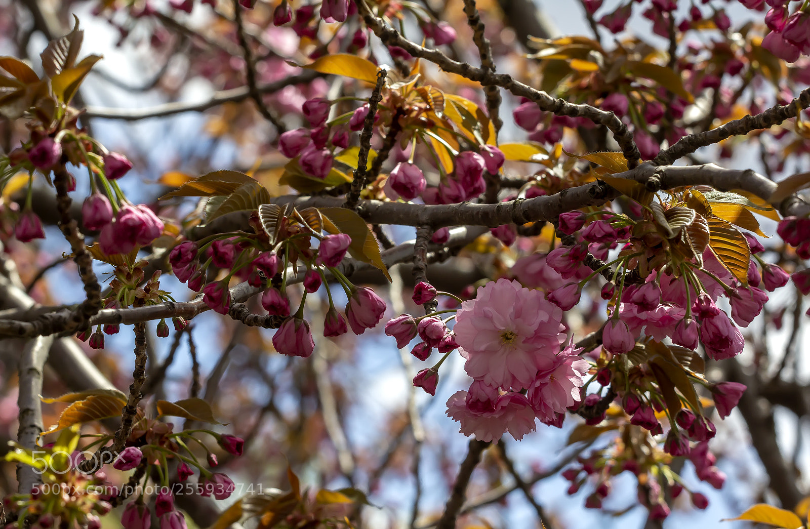Canon EOS 60D sample photo. Cherry blossoms photography