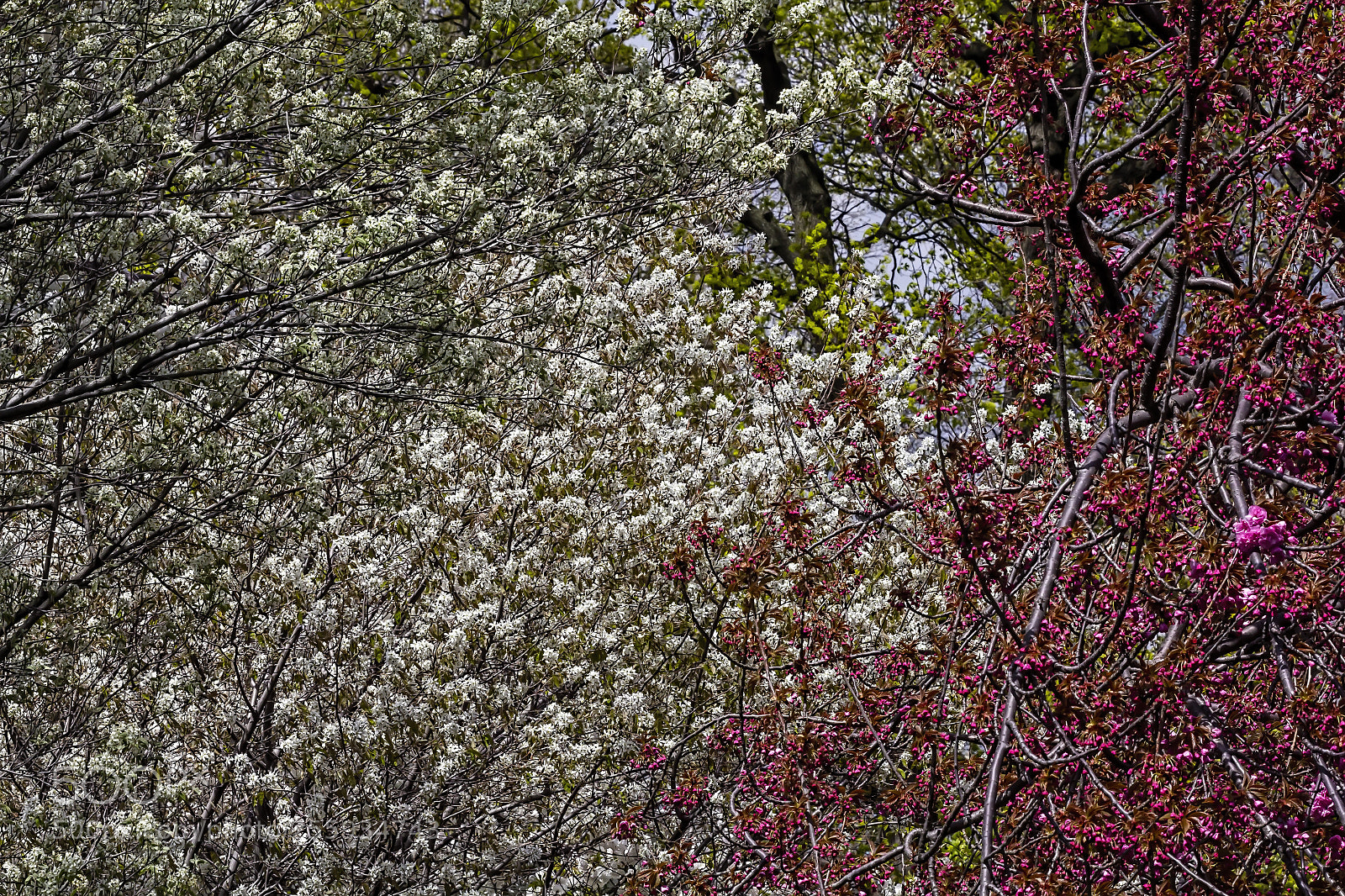 Canon EOS 60D sample photo. Spring trees photography
