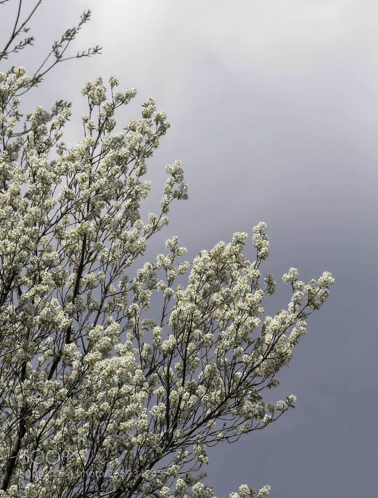 Canon EOS 60D sample photo. Cherry blossoms photography