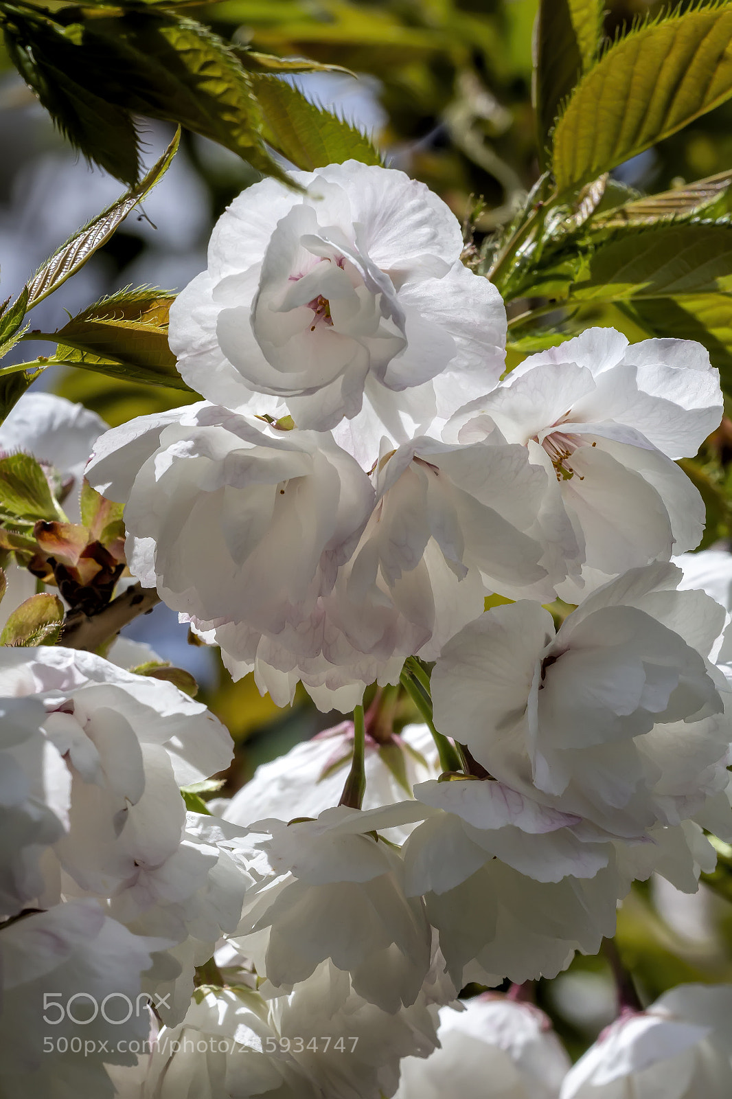 Canon EOS 60D sample photo. Cherry blossoms photography