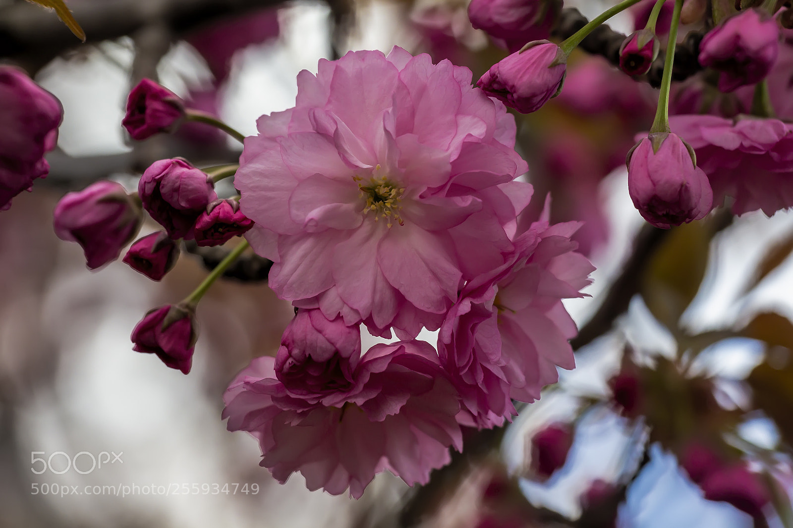 Canon EOS 60D sample photo. Cherry blossoms photography