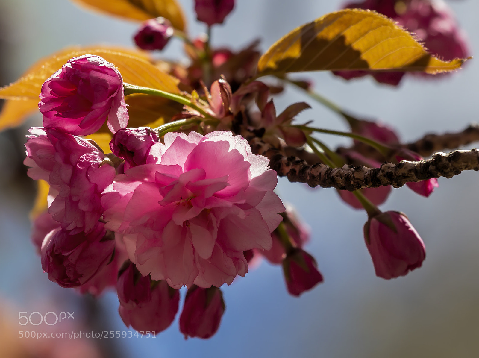 Canon EOS 60D sample photo. Cherry blossoms photography