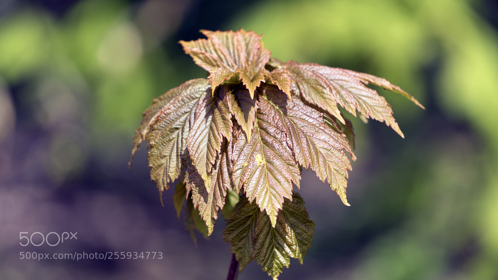 Sony a6300 sample photo. 6.jpg photography