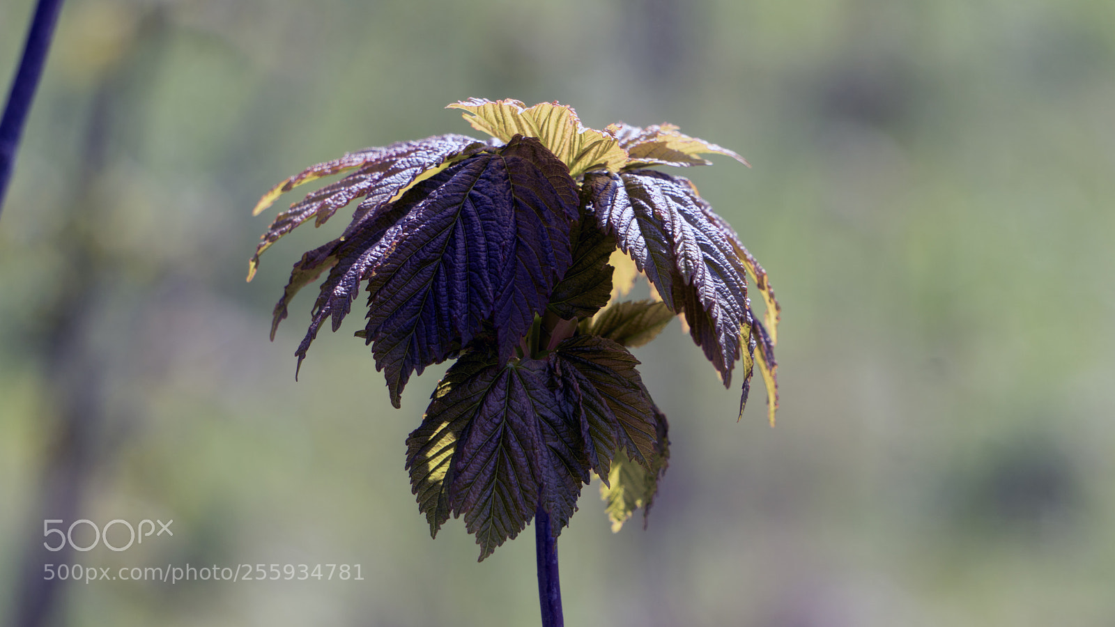 Sony a6300 sample photo. 7.jpg photography