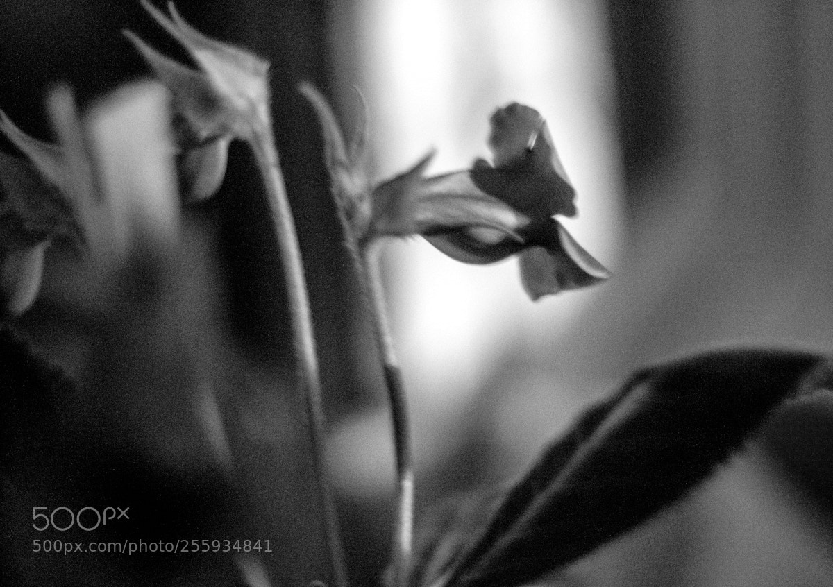 Fujifilm X-T10 sample photo. Flower in the night. photography