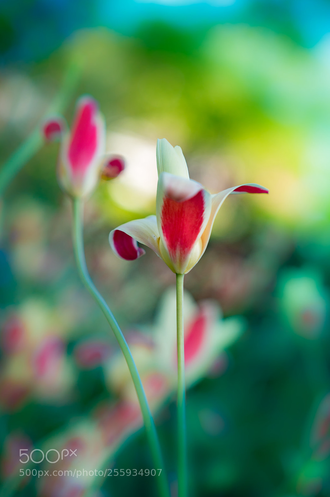 Sony a6300 sample photo. Lady tulip photography