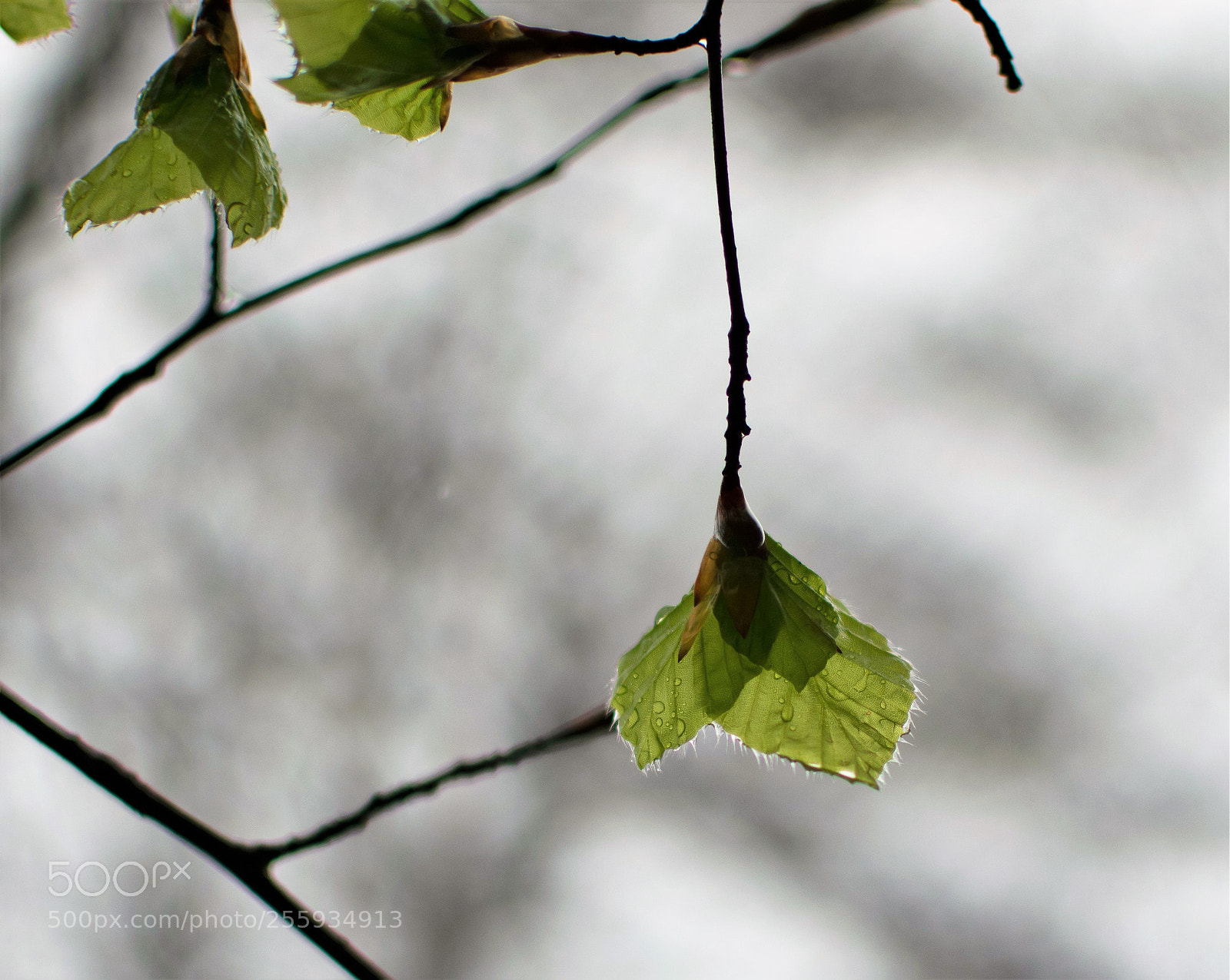 Nikon D3300 sample photo. The rain... photography