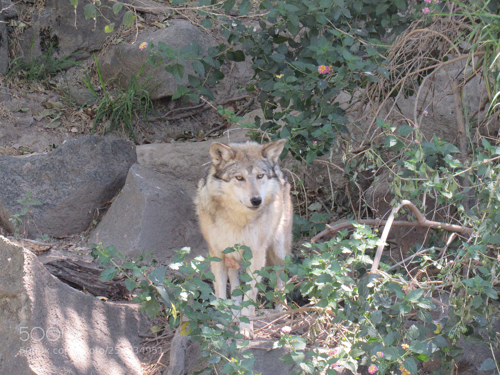 Canon PowerShot SX530 HS sample photo. Lobo mexicano photography