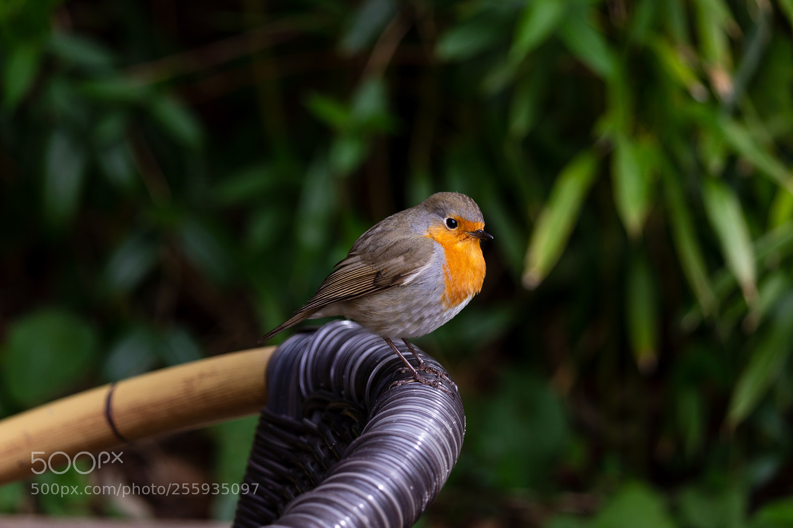 Canon EOS 600D (Rebel EOS T3i / EOS Kiss X5) sample photo. Little bird photography