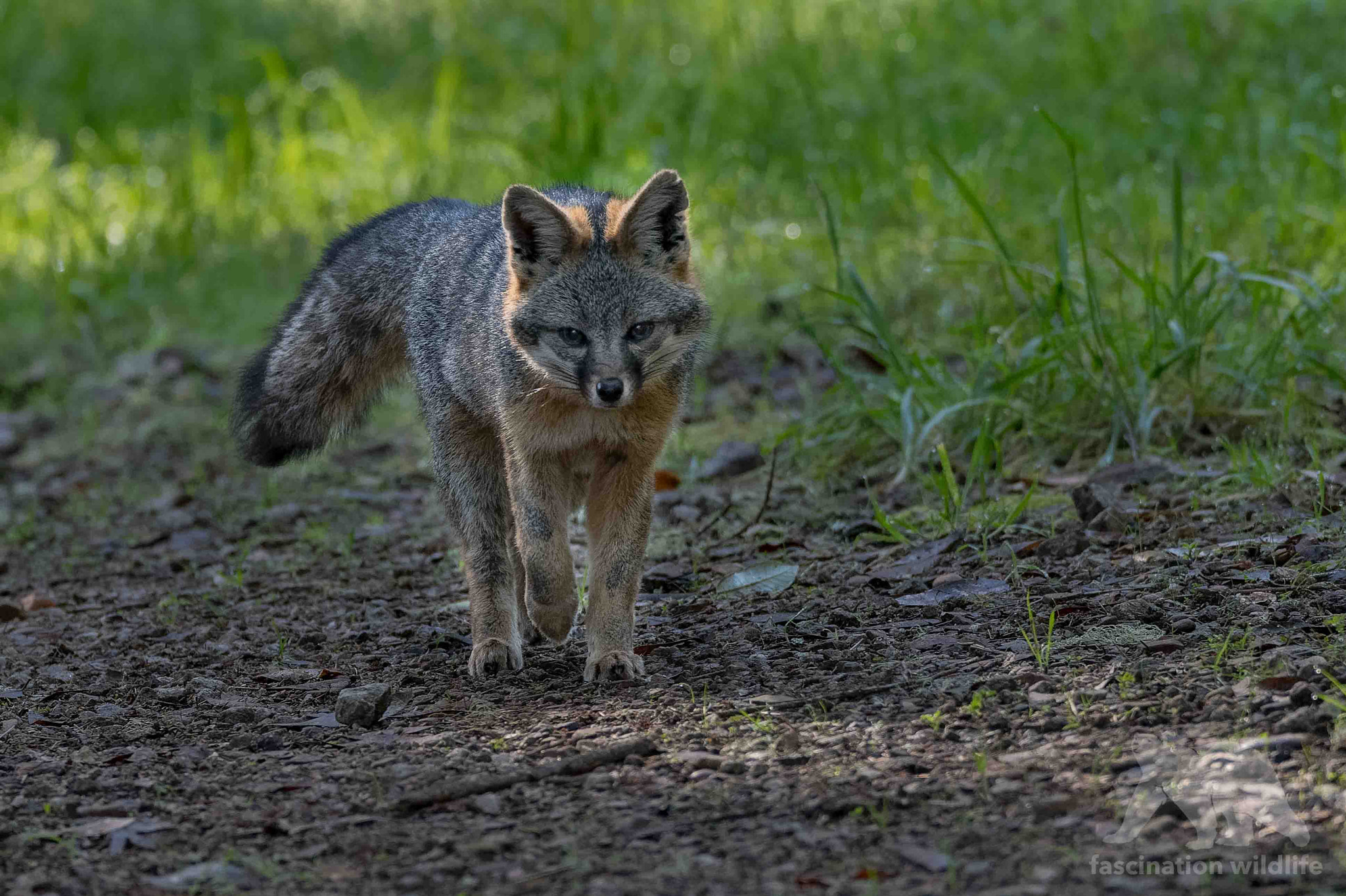 Nikon D850 + Sigma 150-600mm F5-6.3 DG OS HSM | S sample photo. Grey fox photography