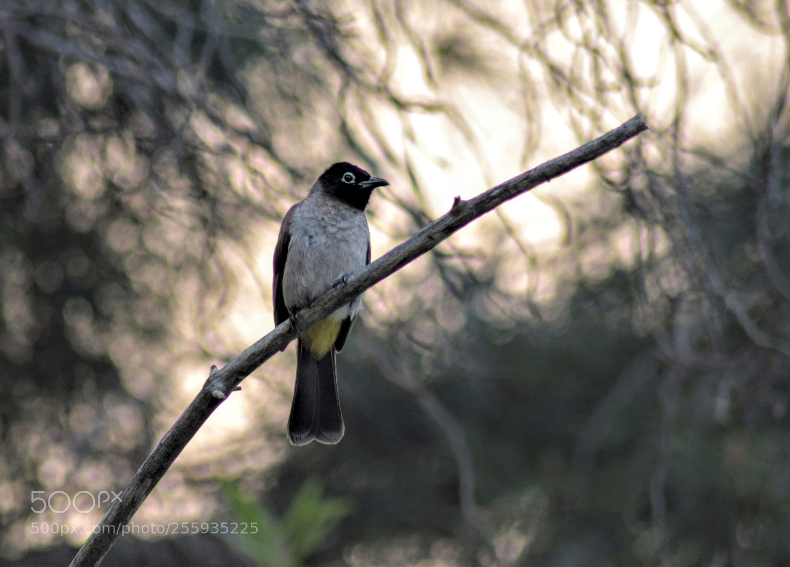 Canon EOS 700D (EOS Rebel T5i / EOS Kiss X7i) sample photo. Bird on branch photography