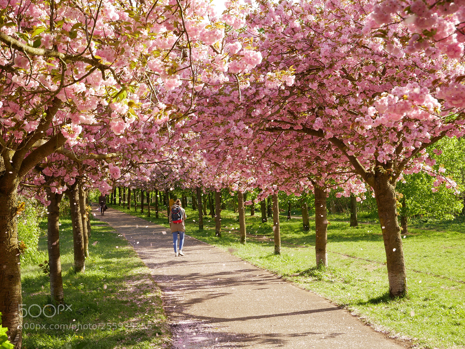 Panasonic DMC-G81 sample photo. Cherryblossoms in berlin photography