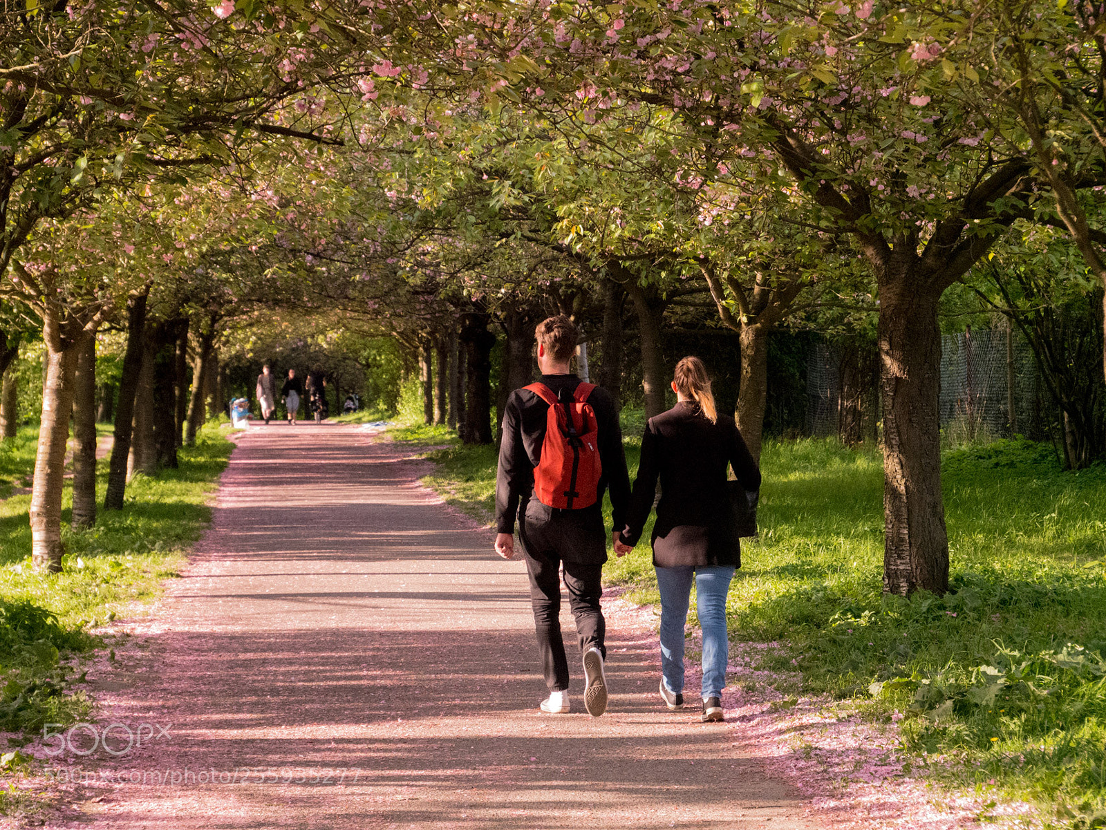 Panasonic DMC-G81 sample photo. Cherryblossoms in berlin photography