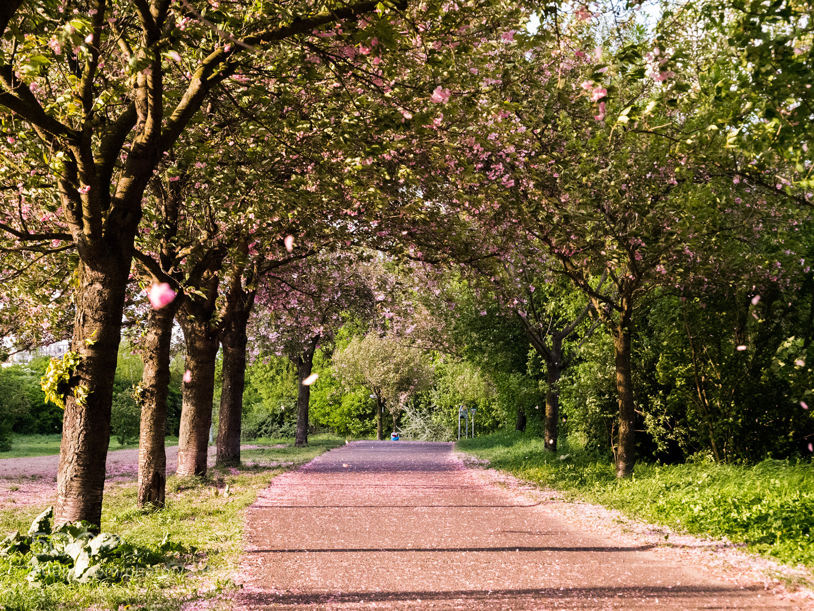 Panasonic DMC-G81 sample photo. Cherryblossoms in berlin photography