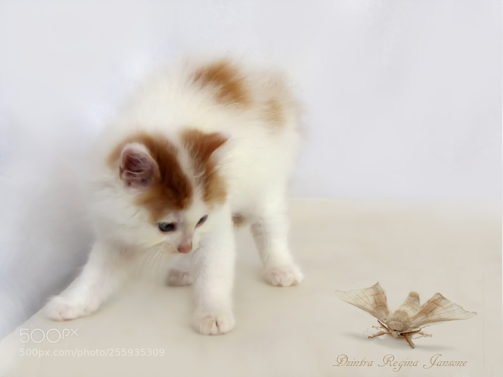 Canon PowerShot SX20 IS sample photo. Kitten and butterfly photography