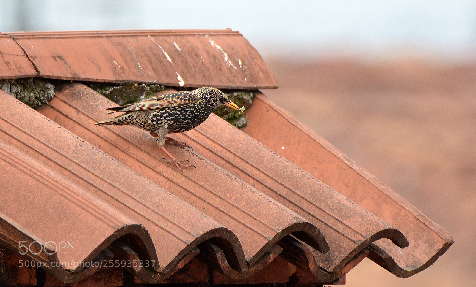 Nikon D7100 sample photo. Starling photography