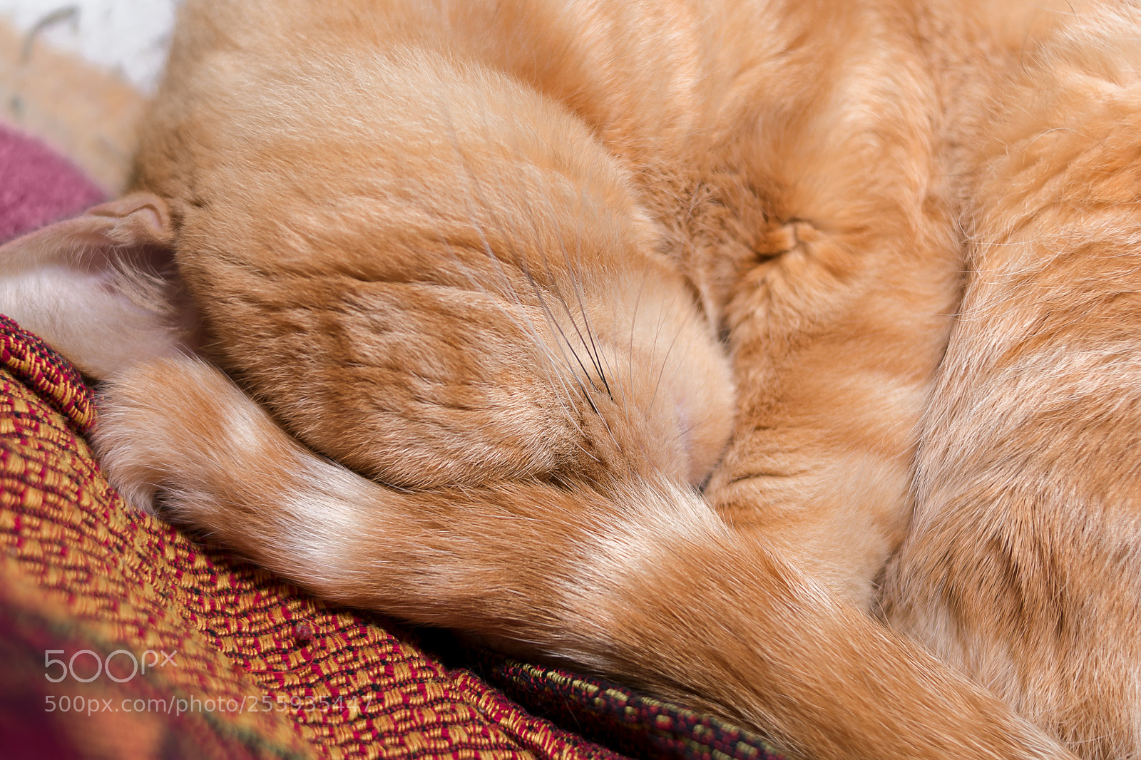 Nikon D3400 sample photo. Fluffy dreams photography