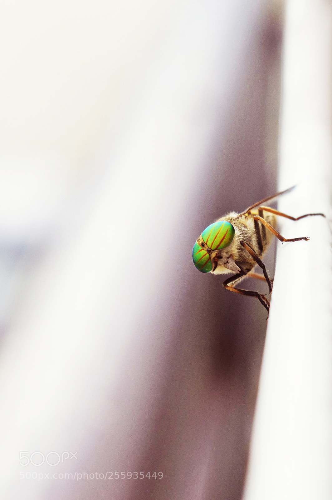 Nikon D3200 sample photo. Sunglasses photography