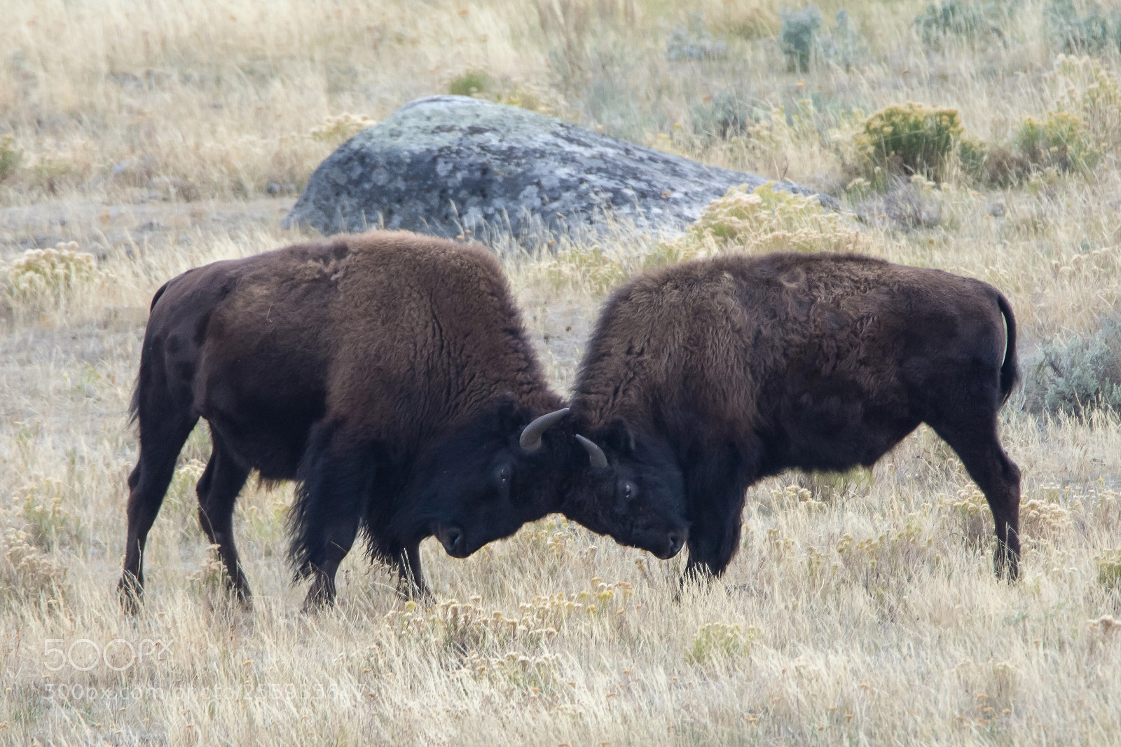 Nikon D7200 sample photo. Buffalo butt photography