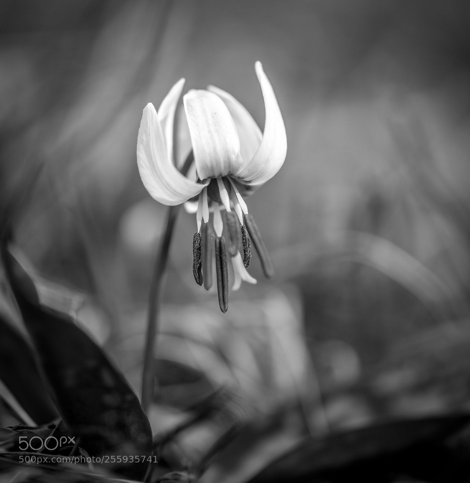 Nikon D800 sample photo. Erythronium dens canis photography