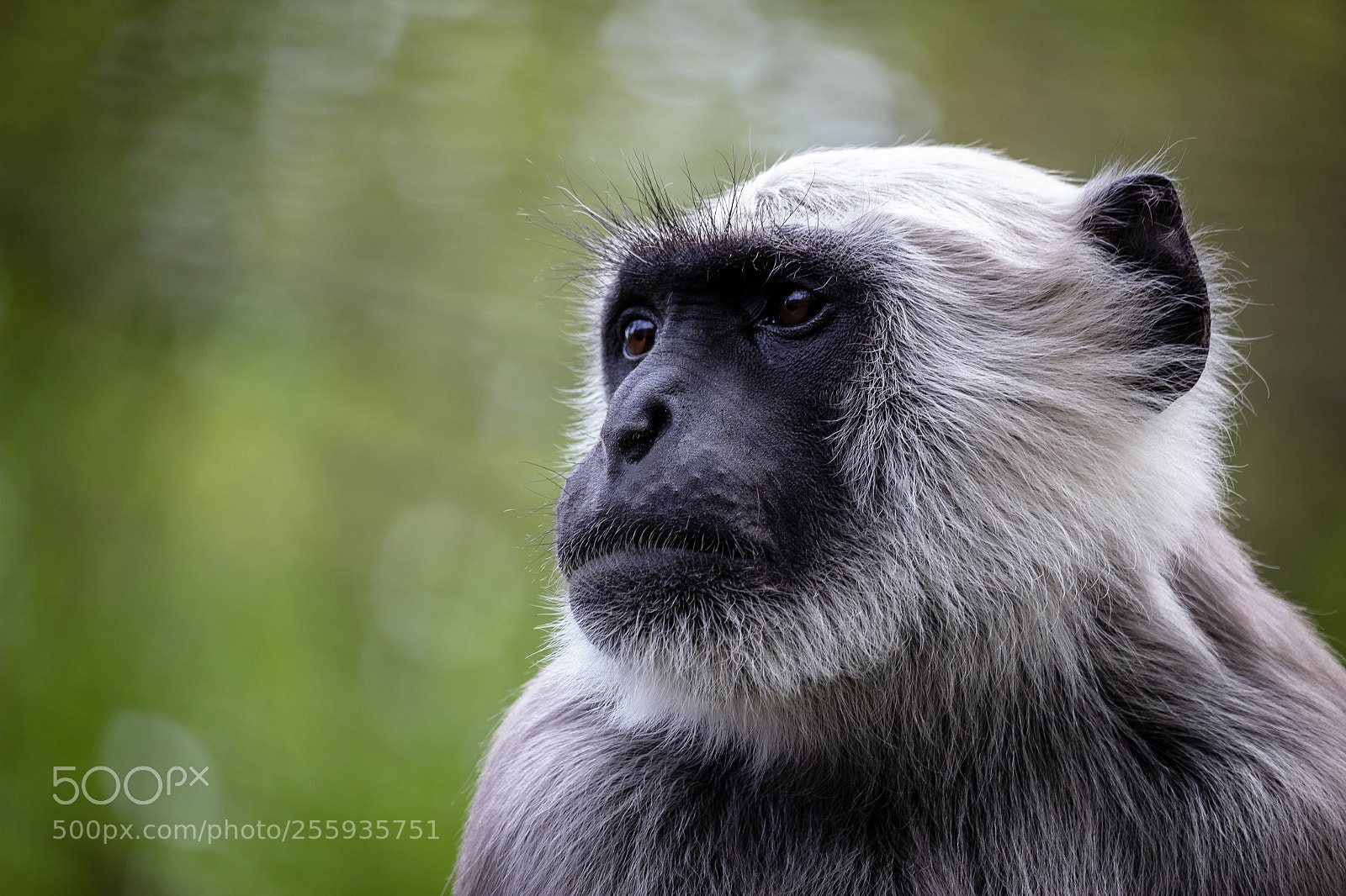 Canon EOS 600D (Rebel EOS T3i / EOS Kiss X5) sample photo. Mindful monkey photography