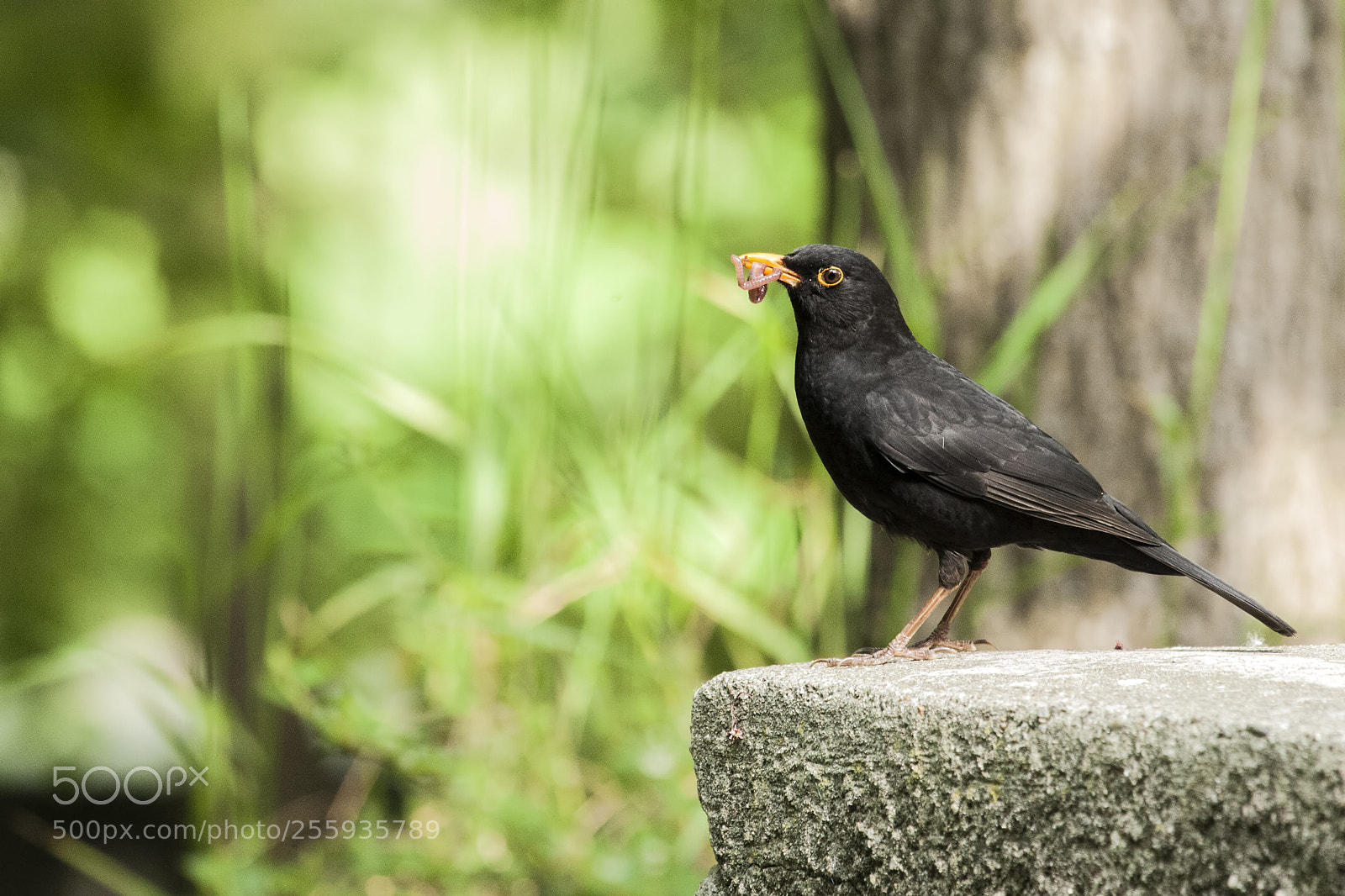 Canon EOS-1D Mark III sample photo. Merlo photography