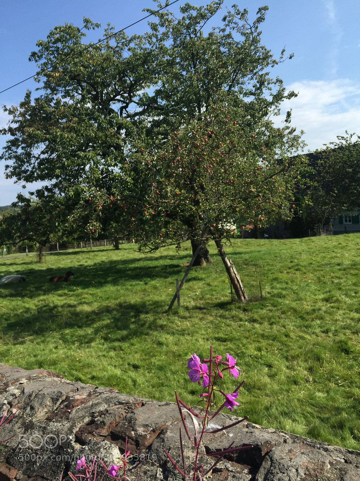Apple iPhone 6 Plus sample photo. Apple tree photography