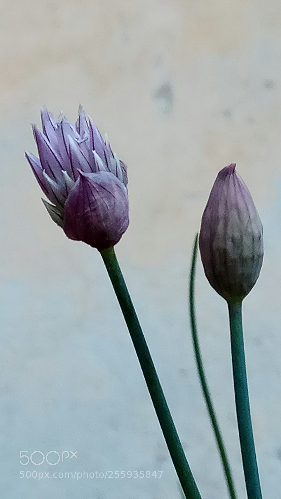 Xiaomi Redmi Note 4 sample photo. Erba cipollina photography