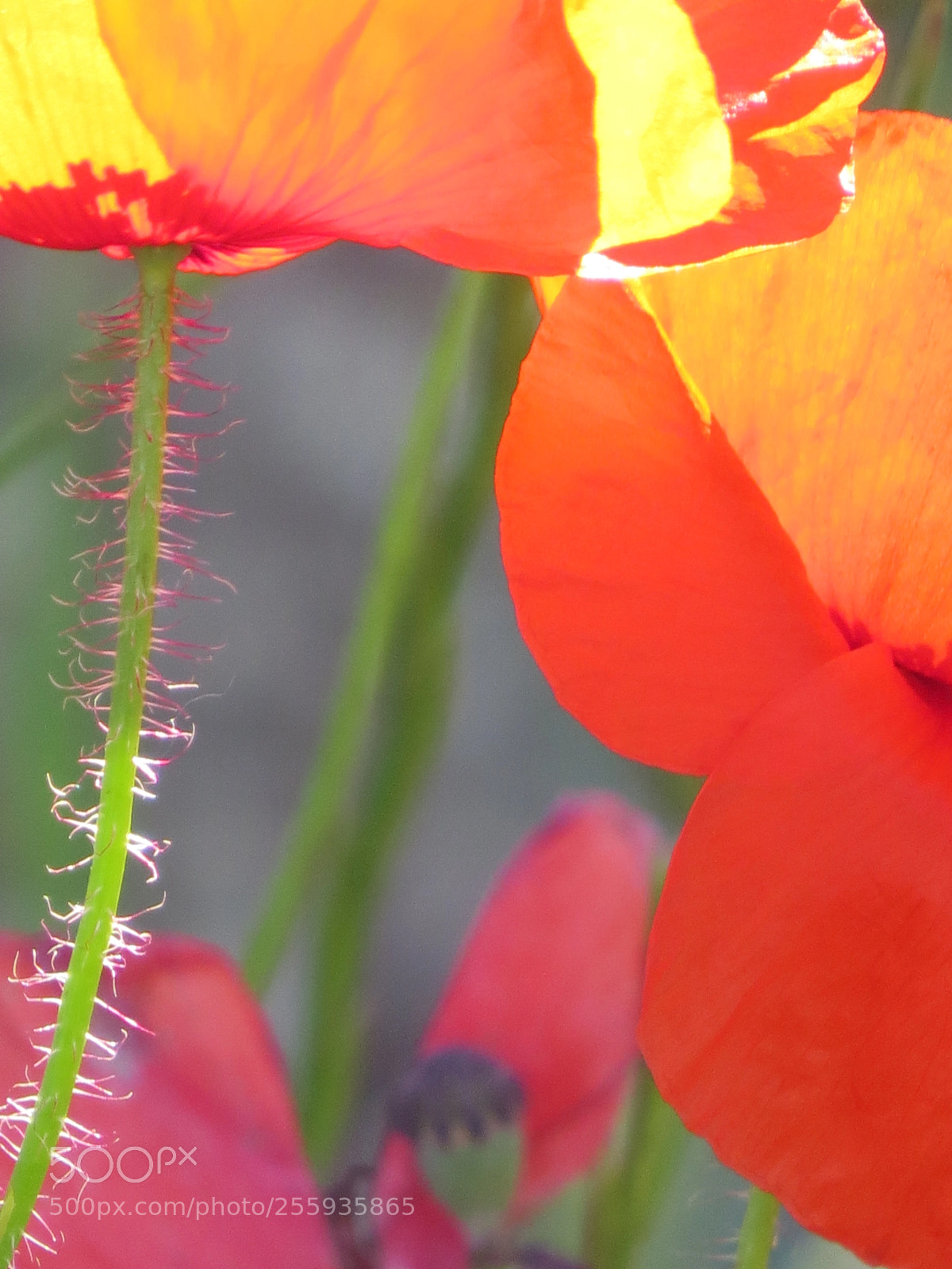 Canon PowerShot SX50 HS sample photo. Swing in the red photography