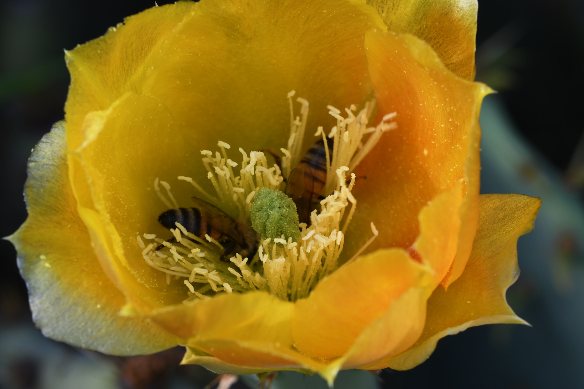 Nikon D500 sample photo. Bottoms up blossom photography