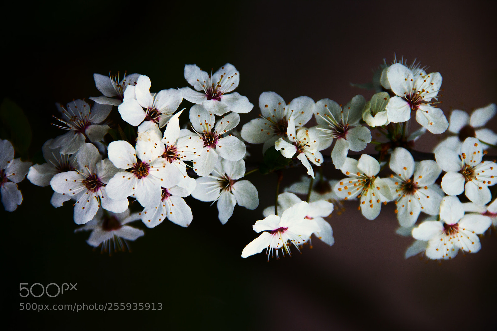 Canon EOS 60D sample photo. Spring blossoms photography