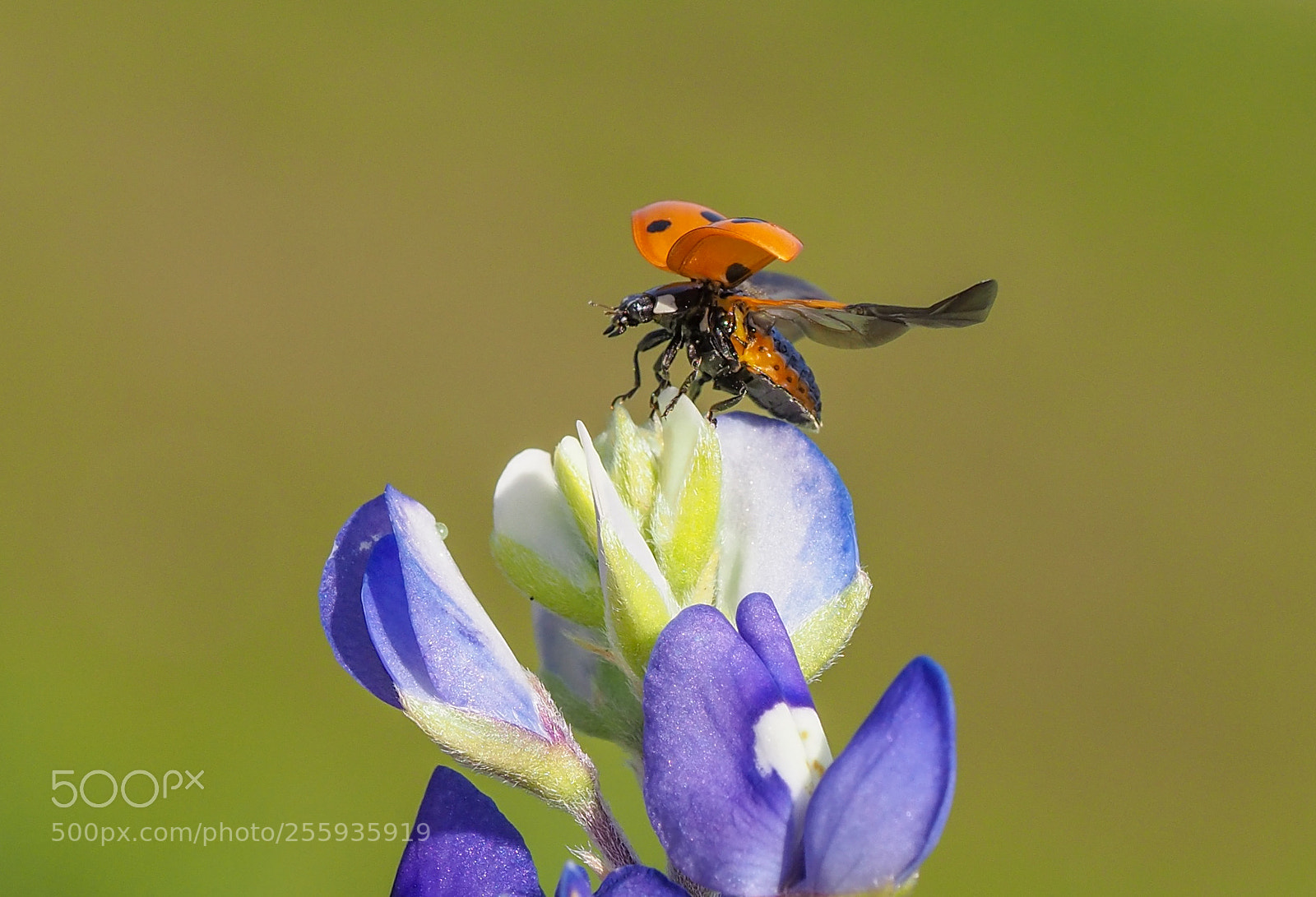 Olympus OM-D E-M1 Mark II sample photo. Ladybug on the bluebonnet photography