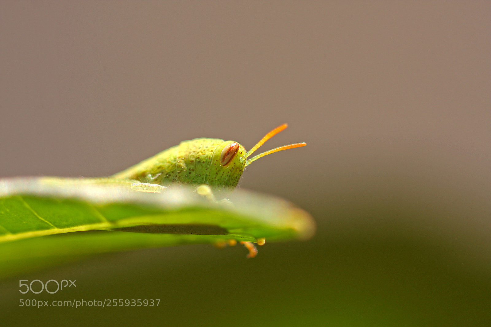 Canon EOS 40D sample photo. Grasshopper photography