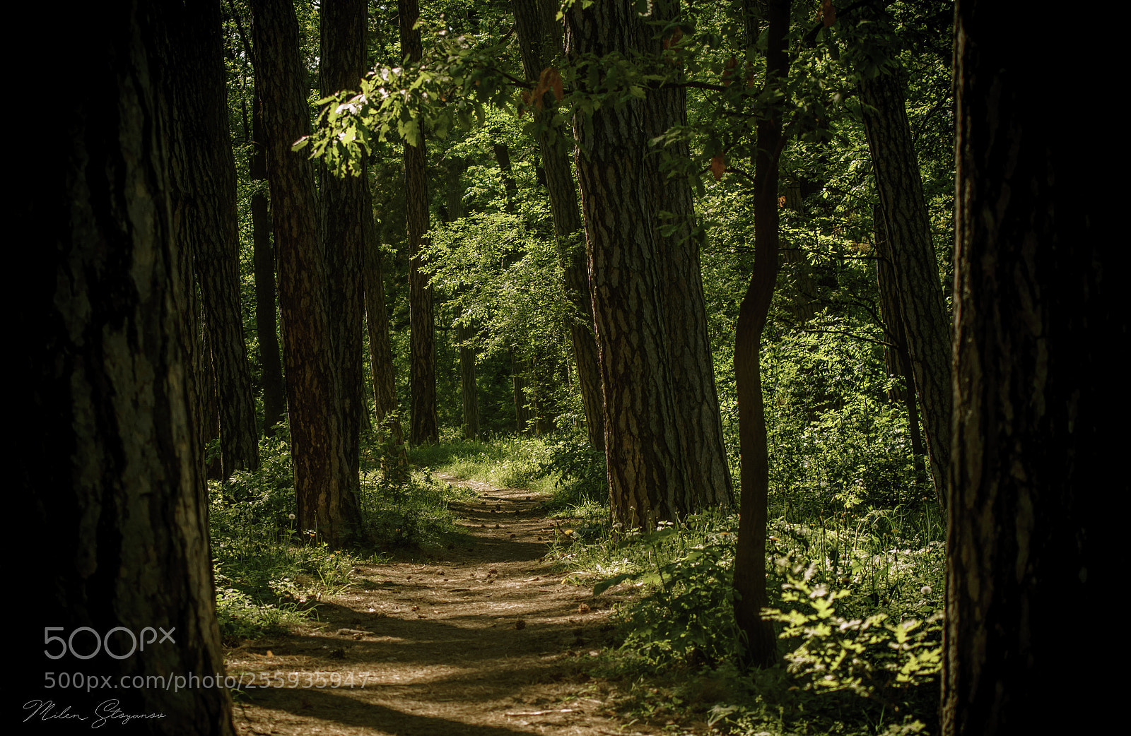 Sony SLT-A68 sample photo. Forest road photography