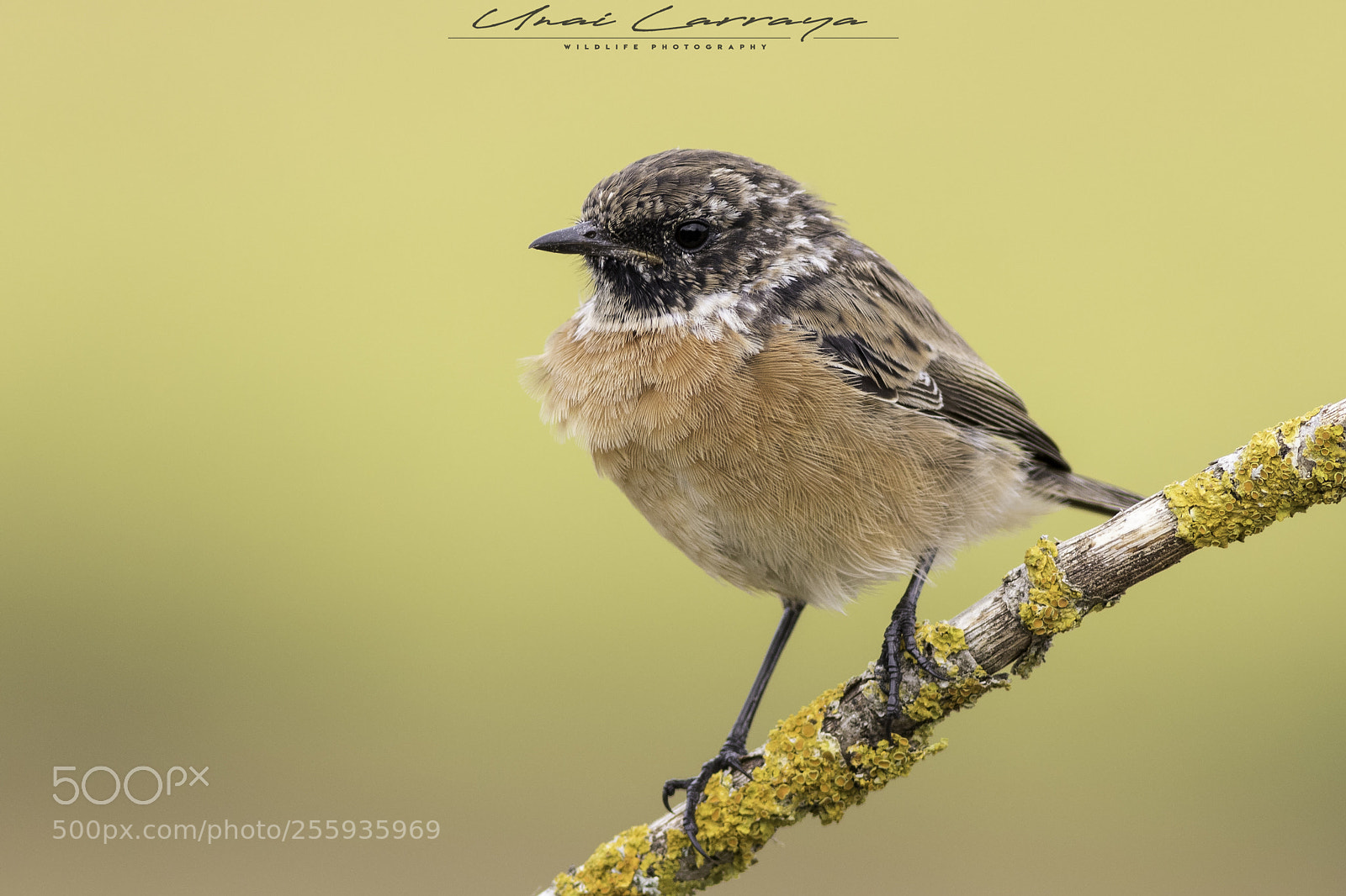 Canon EOS 7D Mark II sample photo. Tarabilla com n photography