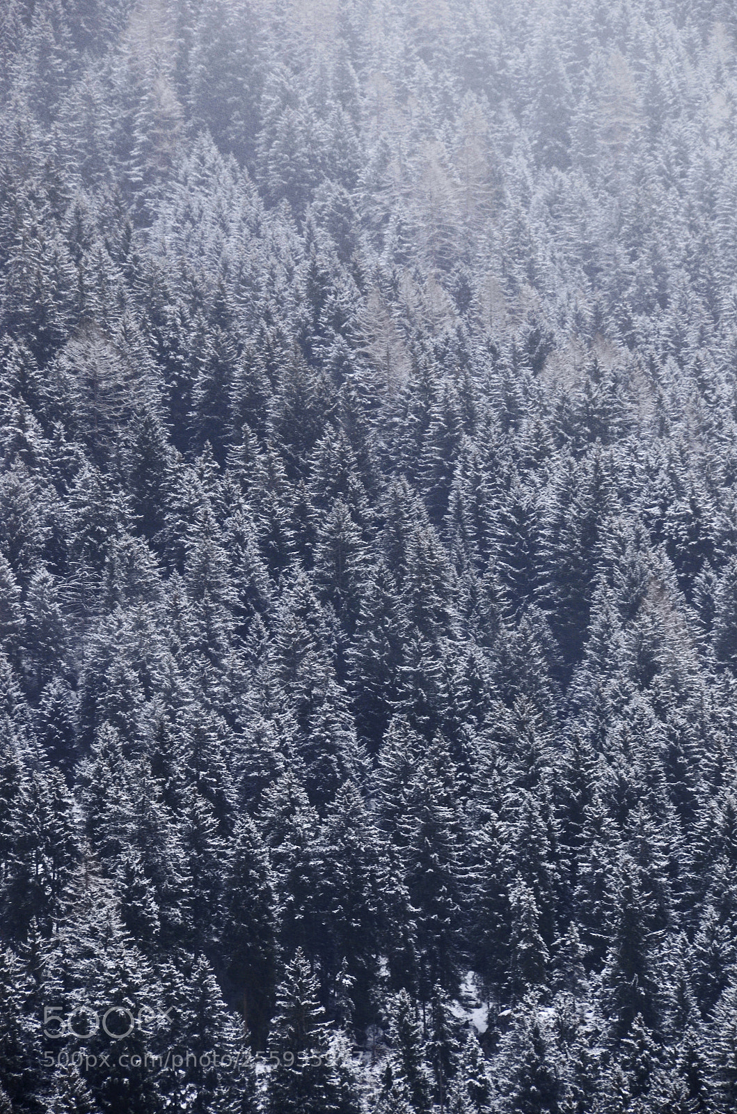 Nikon D7000 sample photo. Snowy trees pattern photography