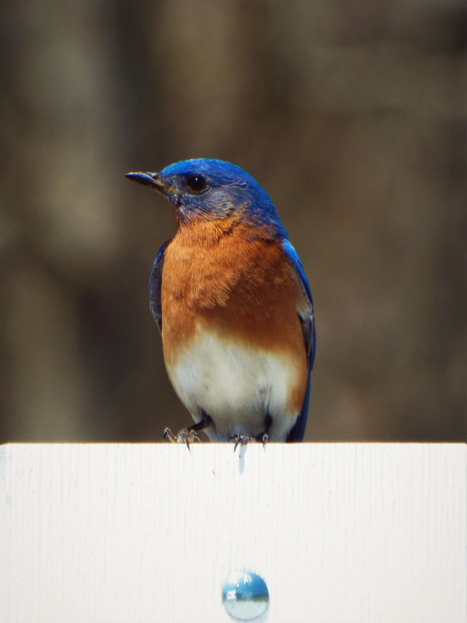 Fujifilm FinePix S8300 sample photo. Eastern bluebird photography