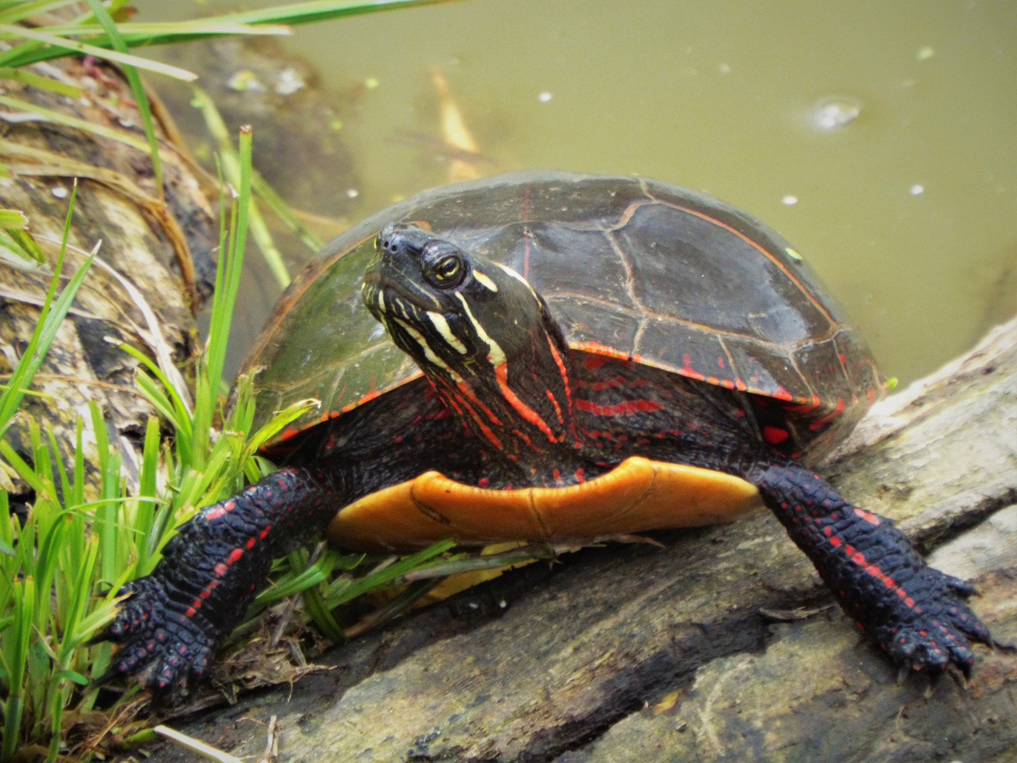 Fujifilm FinePix S8300 sample photo. Midland painted turtle photography