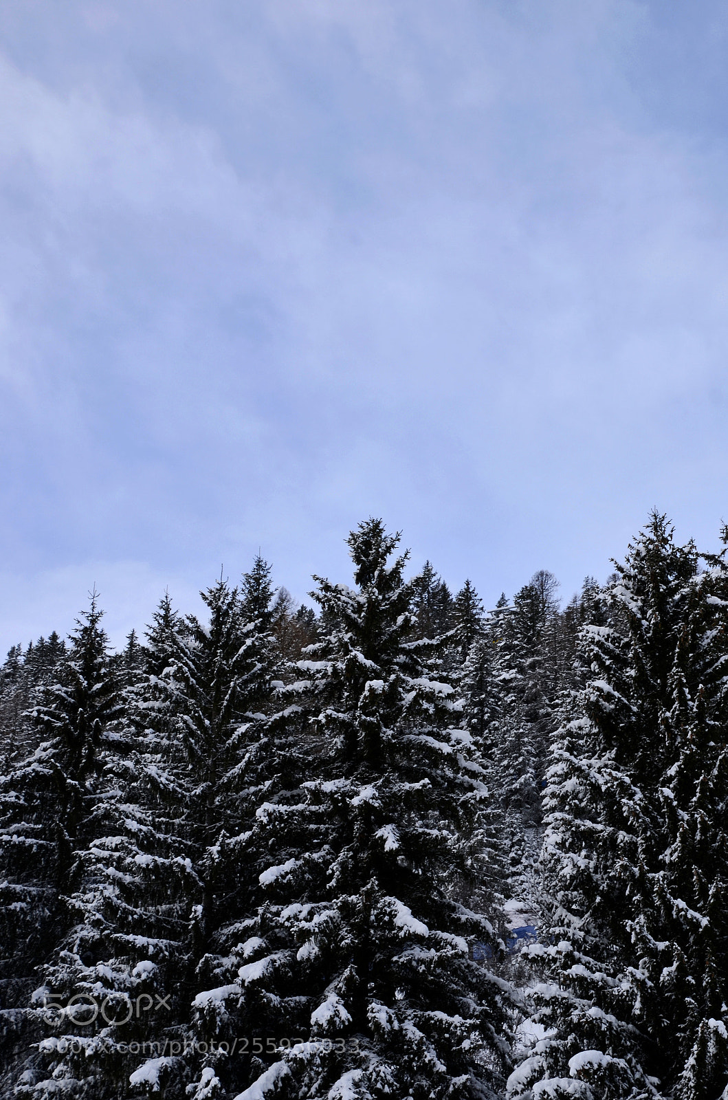Nikon D7000 sample photo. Snowy trees pattern #2 photography