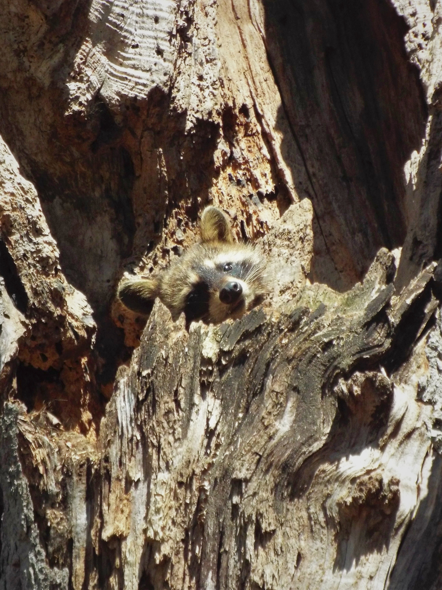 Fujifilm FinePix S8300 sample photo. Young raccoon relaxing photography