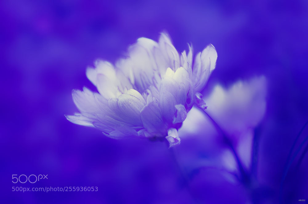Nikon D90 sample photo. Blue & white photography