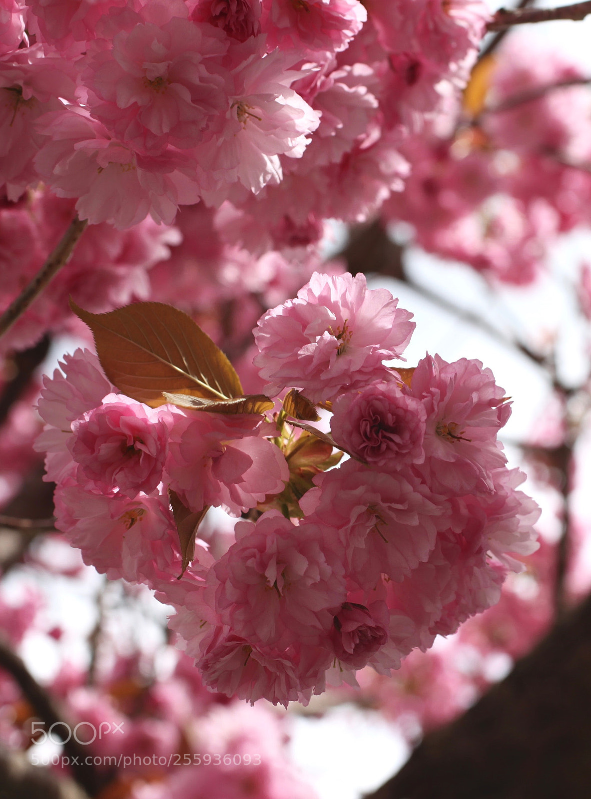 Canon EOS 5D Mark II sample photo. ❁ photography