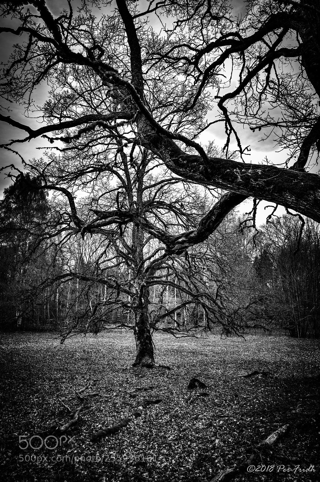 Nikon D850 sample photo. Ghost tree photography